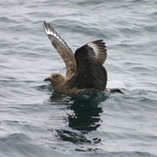 Great Skua
